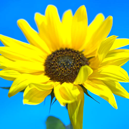 TwooDoo - Sonnenblume in Blüte