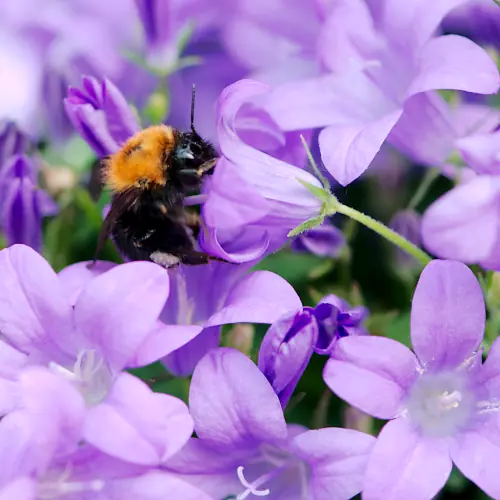 TwooDoo - Hummel hat in lila Blütenmeer ihre Blüte gefunden.